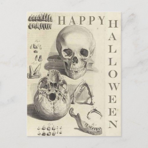 Vintage Skulls Happy Halloween Holiday Postcard