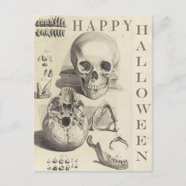 Vintage Skulls Happy Halloween Holiday Postcard (Front)