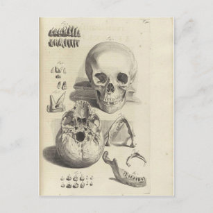 Vintage Skulls Postcard