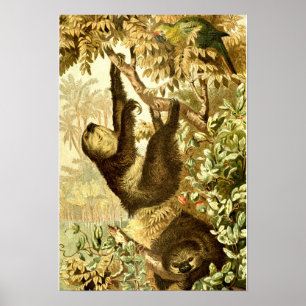 Vintage Sloths and Parrot in Jungle Poster