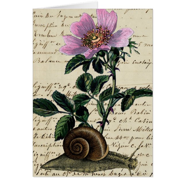 Vintage Snail and Flower digital Art Collage Cards (Front)