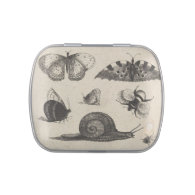 Vintage Snail Bee Butterfly Nature Pill Match Box Jelly Belly Tin