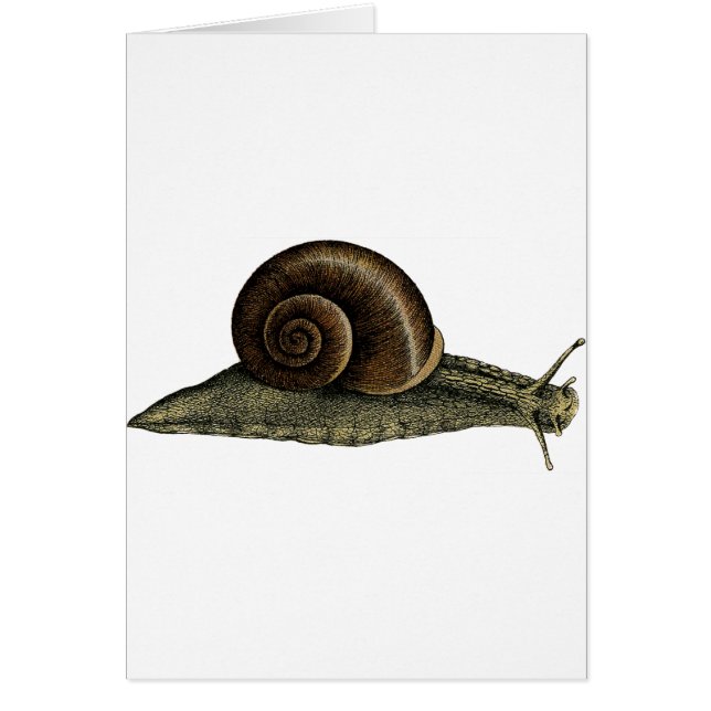 Vintage Snail Cards (Front)