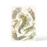 Vintage Snails and Sea Slugs by Ernst Haeckel