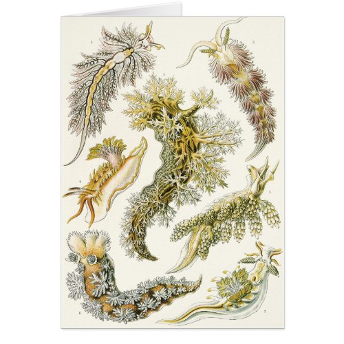 Vintage Snails and Sea Slugs by Ernst Haeckel