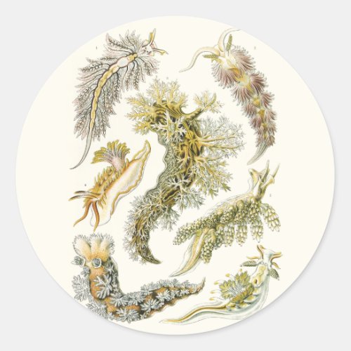 Vintage Snails and Sea Slugs by Ernst Haeckel Classic Round Sticker