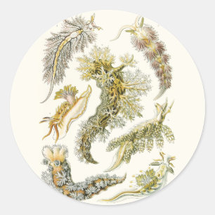 Vintage Snails and Sea Slugs by Ernst Haeckel Classic Round Sticker