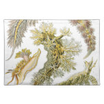 Vintage Snails and Sea Slugs by Ernst Haeckel Cloth Placemat
