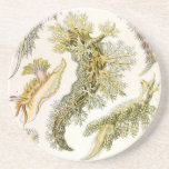 Vintage Snails and Sea Slugs by Ernst Haeckel Drink Coaster