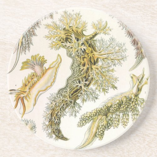 Vintage Snails and Sea Slugs by Ernst Haeckel Drink Coaster