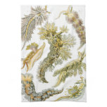 Vintage Snails and Sea Slugs by Ernst Haeckel Kitchen Towel