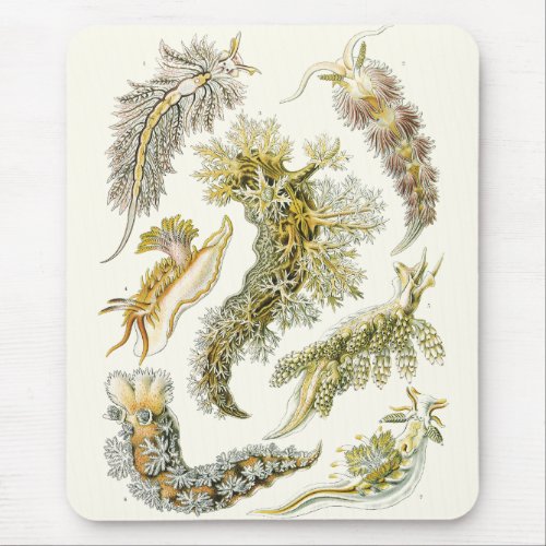 Vintage Snails and Sea Slugs by Ernst Haeckel Mouse Pad