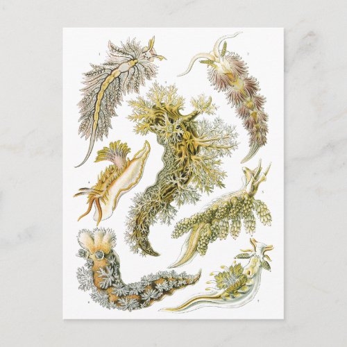 Vintage Snails and Sea Slugs by Ernst Haeckel Postcard