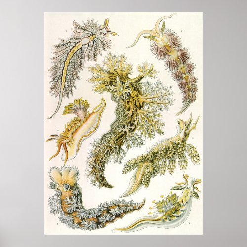 Vintage Snails and Sea Slugs by Ernst Haeckel Poster