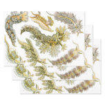 Vintage Snails and Sea Slugs by Ernst Haeckel Wrapping Paper Sheets