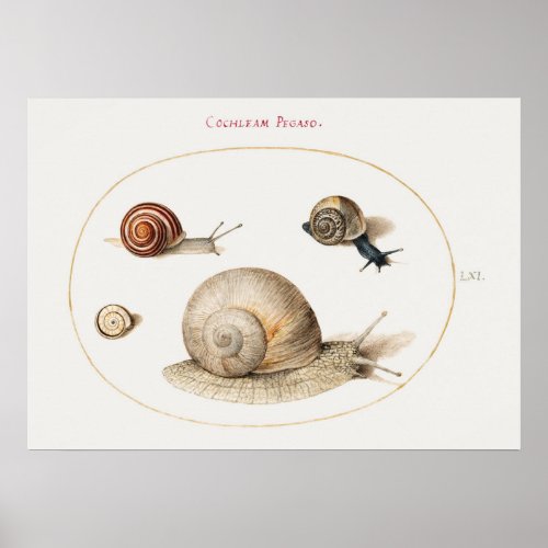 Vintage Snails Poster