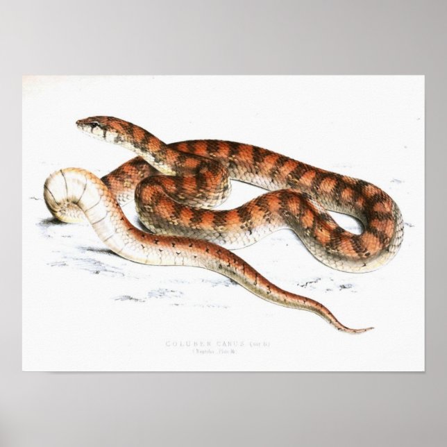 Vintage Snake Drawing-Orange-striped-African Poster (Front)
