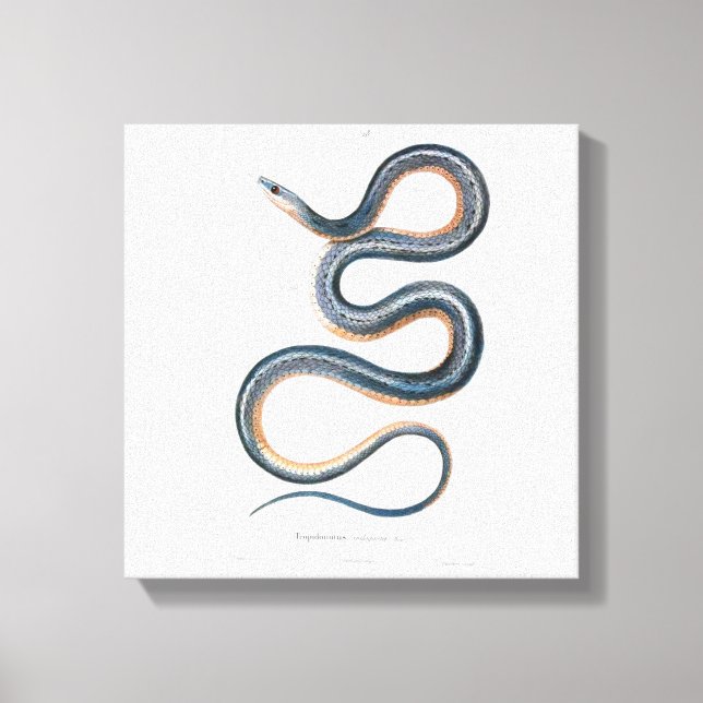 Vintage snake drawing victorian art nouveau snake canvas print (Front)