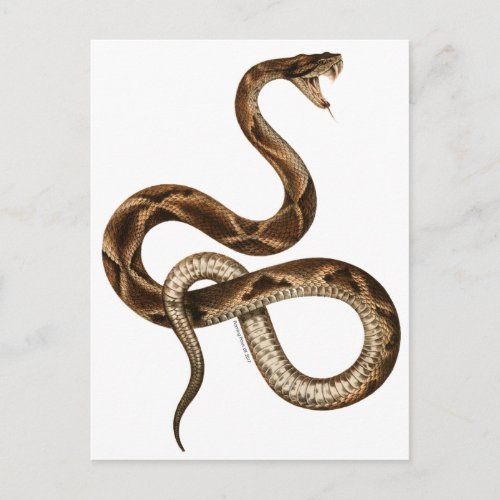 Vintage Snake Illustration Fangs Postcard