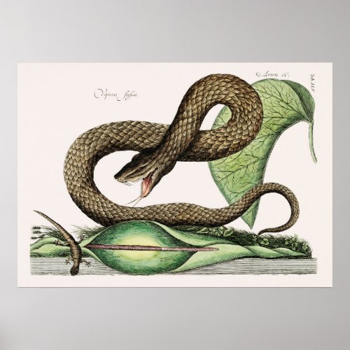 Vintage Snake Illustration Poster