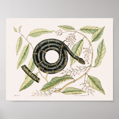 Vintage Snake Illustration Poster