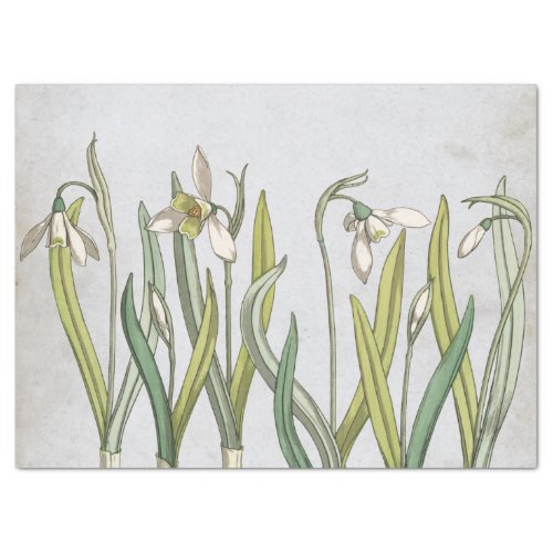 Vintage Snowdrop Flower Blue Parchment Spring Tissue Paper