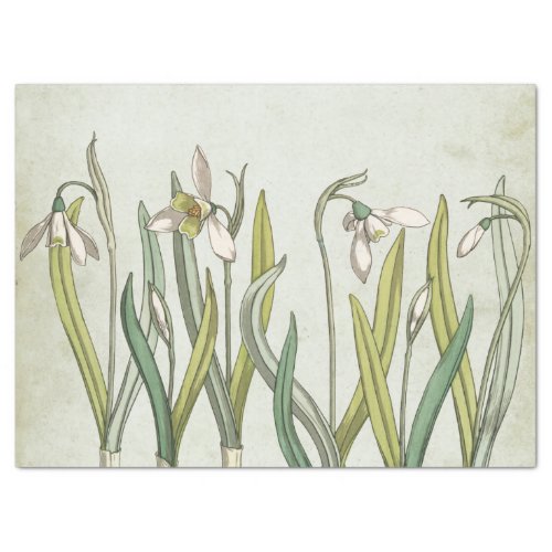 Vintage Snowdrop Flower Green Parchment Spring Tissue Paper