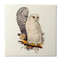 Vintage Snowy Owl Drawing