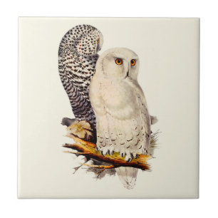 Vintage Snowy Owl Drawing Ceramic Tile