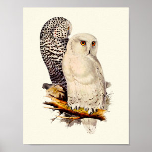 Vintage Snowy Owl Drawing Poster