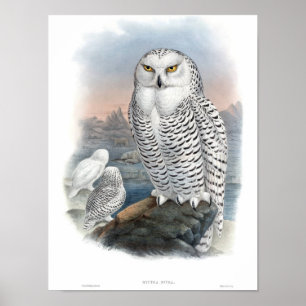 Vintage Snowy Owl Gould Poster