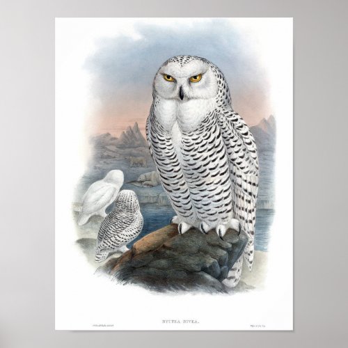 Vintage Snowy Owl Gould Poster