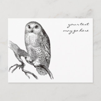 Vintage Snowy Owl Postcard