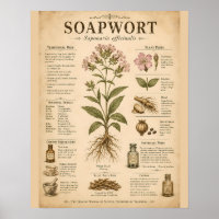 Vintage Soapwort Botanical Infographic with Tradit