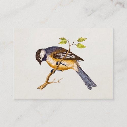 Vintage Song Bird Illustration _1800s Birds Business Card