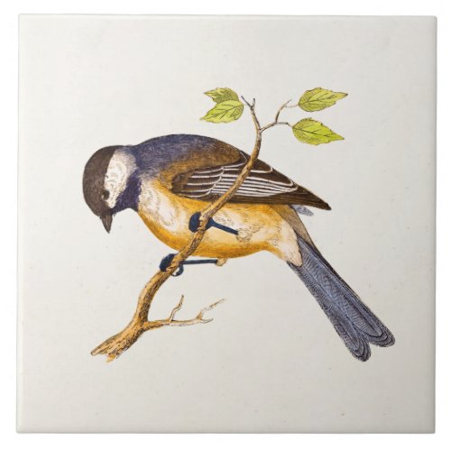 Vintage Song Bird Illustration _1800s Birds Ceramic Tile