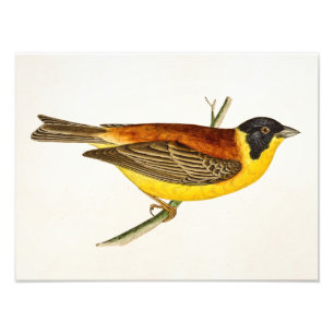 Vintage Song Bird Illustration - 1800's Birds Photo Print