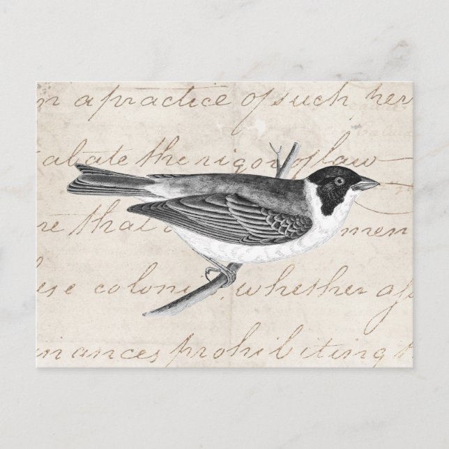 Vintage Song Bird Illustration - 1800's Birds Postcard (Front)