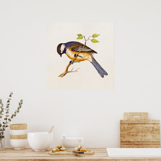 Vintage Song Bird Illustration - 1800's Birds Poster | Zazzle