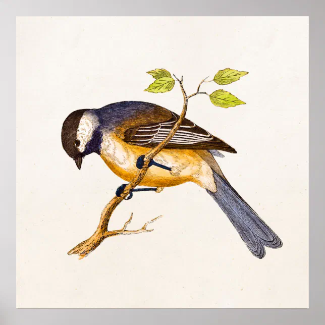 Vintage Song Bird Illustration - 1800's Birds Poster | Zazzle