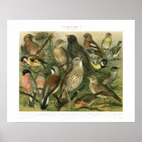Vintage Song Bird Print