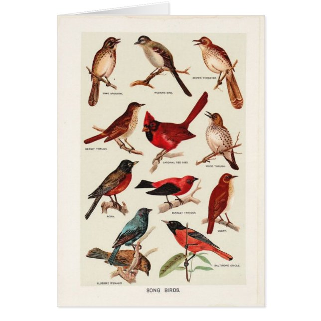 Vintage - Song Birds, Cards (Front)