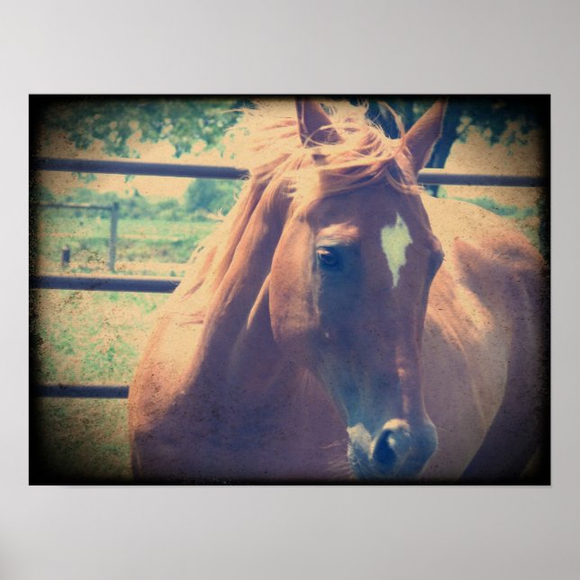 Vintage Sorrel Poster (Front)