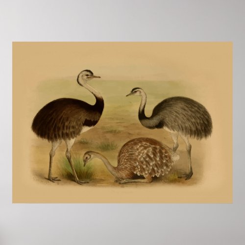 Vintage South American Rhea Birds Poster