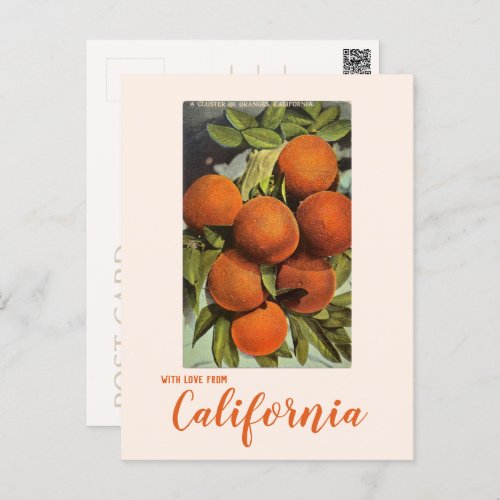 Vintage Southern California Oranges Postcard