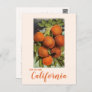 Vintage Southern California Oranges Postcard