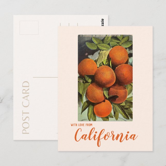 Vintage Southern California Oranges Postcard (Front/Back)