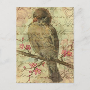 Vintage Sparrow Postcard