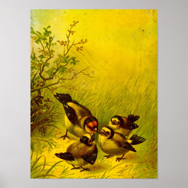 Vintage Sparrows Poster (Front)