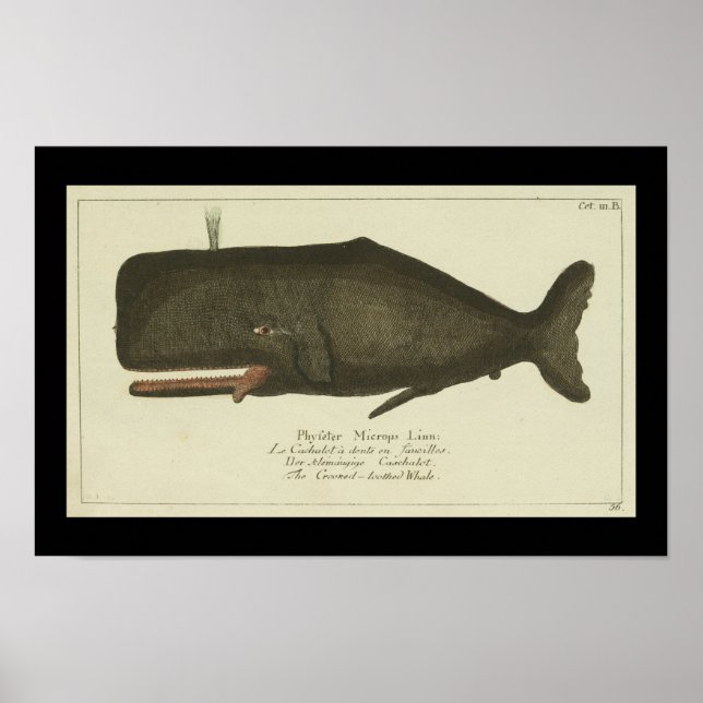 Vintage Sperm Whale Print (Front)